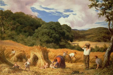 Cornfield in Surrey